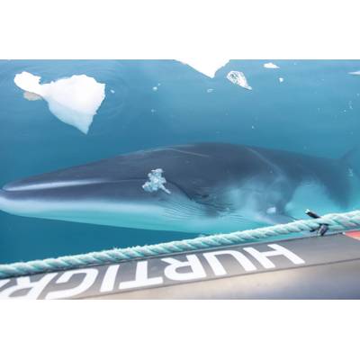 A curious whale greets guests in a Hurtigruten Expeditions' zodiac in Antarctica. Photo: GENNA ROLAND/Hurtigruten Expeditions