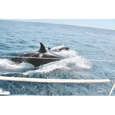 Sailors say a pod of nine orcas rammed their boat and bit their keel for more than an hour in late July in the Strait of Gibraltar off the coast of Spain. (Submitted by Victoria Morris )