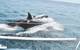 Sailors say a pod of nine orcas rammed their boat and bit their keel for more than an hour in late July in the Strait of Gibraltar off the coast of Spain. (Submitted by Victoria Morris )